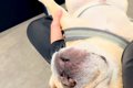 同居犬の付き添いで…の画像