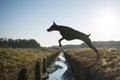 犬が脱走しようとす…の画像