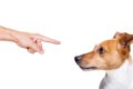 犬が『叱られた』と…の画像
