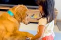 小さな女の子が大型…の画像