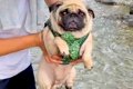 川遊びにきた犬→抱っ…の画像