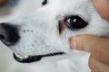 犬の『涙やけ』が悪…の画像