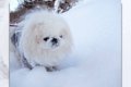 雪まぶしペキニーズ…の画像