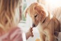 犬が『おやつ』への…の画像