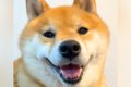 ニコニコの犬に『明…の画像