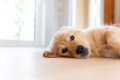 室内犬にしてはいけ…の画像