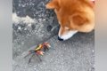 犬の散歩中にカニを…の画像