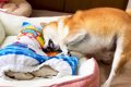 犬が『新しいベッド…の画像