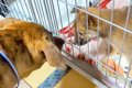 同居犬を亡くし、悲…の画像