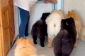 大型犬カフェで働く…の画像