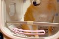 初めて『ドライルー…の画像