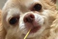 キッチンでパスタを…の画像