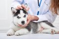 【獣医師監修】犬の…の画像
