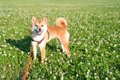 犬の散歩中に気をつ…の画像
