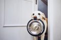 犬がご飯を欲しがっ…の画像