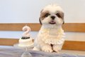 お誕生日で『記念写…の画像
