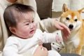 予防接種で大号泣す…の画像