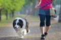 犬の散歩に必要な持…の画像