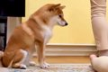 『ねえ、やめてあげ…の画像