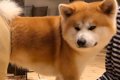 秋田犬の抜け毛対策…の画像