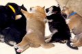 眠っている6匹の赤ち…の画像