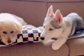 先輩犬に『どうして…の画像