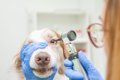 犬の目が失明してし…の画像