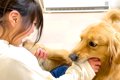 大型犬が『甘噛み』…の画像