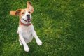 犬が『嬉しさをアピ…の画像