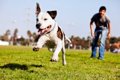 犬が『急に興奮して…の画像