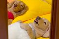 お布団をかけて寝て…の画像