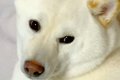 『5年間、柴犬と暮ら…の画像