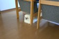 飼い主の出かける準…の画像