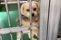 飼い主によって収容…の画像