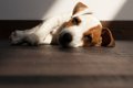 犬の大腸炎について…の画像