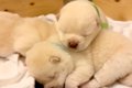 生後15日の『目が開…の画像