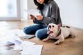 『犬を飼うのに向い…の画像