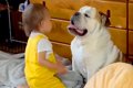 犬のことが大好きな…の画像