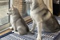 出かける父を『ピシ…の画像
