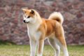 【獣医師監修】秋田…の画像