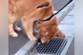 散歩中の大型犬が『…の画像