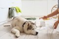 愛犬に『イライラ』…の画像