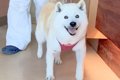 病院に預けていた犬…の画像