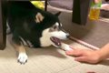 犬と飼い主が遊んで…の画像