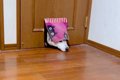 猫用の小さなドアを…の画像