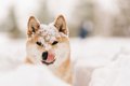 あるある♡犬が『雪を…の画像