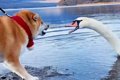 湖で『犬が白鳥と出…の画像
