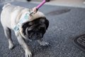 犬が『散歩拒否』す…の画像