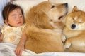 １歳の女の子がベッ…の画像