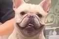 トリミング中の犬→隠…の画像